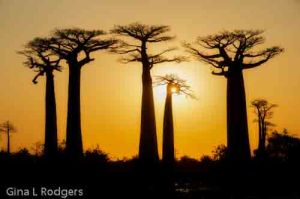 Sunset at Avenue of the Baobabs